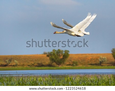 Wild swans in the Volga river delta. Swan taking off, taking off into the air. Flight of birds over the water.
