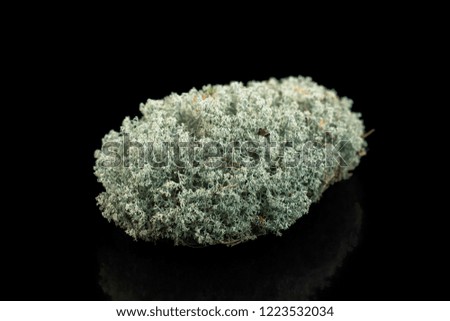 Macro image of dry forest moss plant isolated at black background.