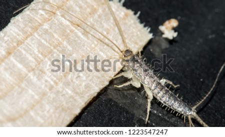 Long tailed silverfish, Ctenolepisma longicaudata, also called gray silverfish. It is checking out a piece of wood.