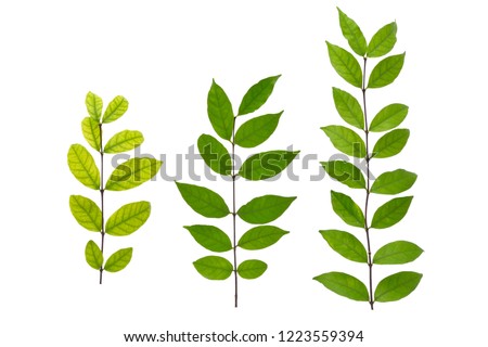 Fresh green leaves with branch isolated on white background with clipping path (Moke, Wrightia religiosa, Kurchi)