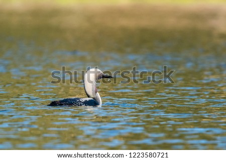 swimming loon on a lake