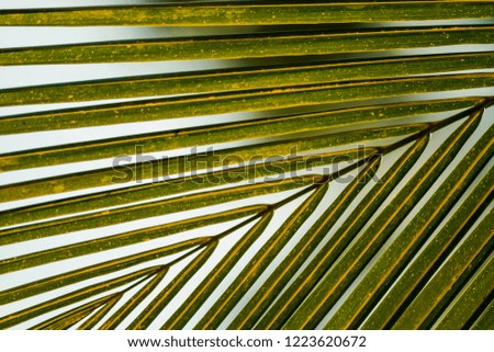 Green nature palm leaf for background.