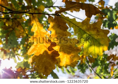background of yellowing oak leaves. autumn oak leaves.