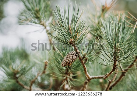 Branches of a coniferous tree