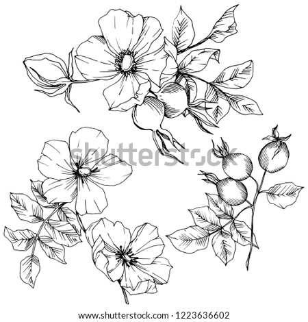 Wildflower rosa canina in a vector style isolated. Black and white engraved ink art. Vector flower for background, texture, wrapper pattern, frame or border. Royalty-Free Stock Photo #1223636602