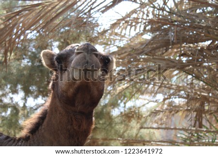 Closeup picture of a camel smiling.