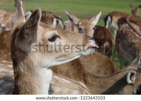 Closeup picture of a deer sticking her tongue out.