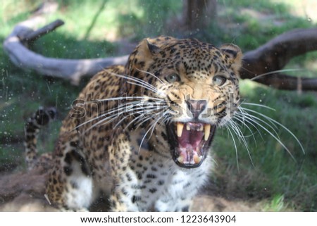 Closeup picture of a beautiful angry leopard.