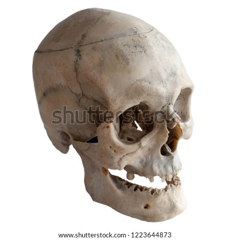 Anatomical  real human skull, closeup. Angle view three quarters. Isolated on white background and clipping path.