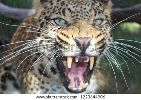 Closeup picture of a furious leopard.