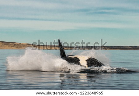 Whale jumping in Peninsula Valdes,Puerto Madryn,  Patagonia, Arg