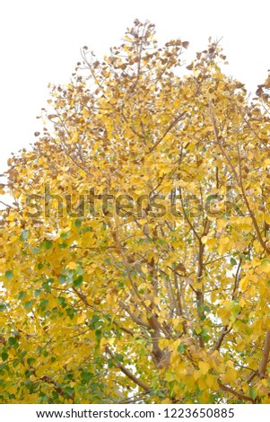 Yellow leaves Bodhi tree Royalty-Free Stock Photo #1223650885