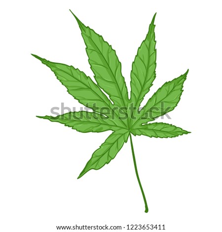 Vector Cartoon Illustration - Green Leaf of Japanese Maple