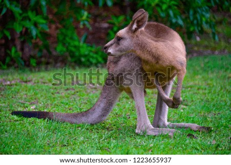 Kangaroos in the fields of a forest Australia