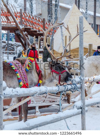 Beautiful reindeer in front of a sled in wintertime to carry people through the snow. Typical carriage with fur in Lapland, Finland.