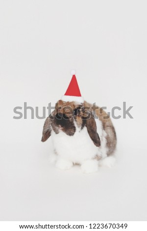 Close-Up Of Rabbit In Santa Hat Against White Background