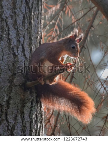 Red squirrel climbing tree