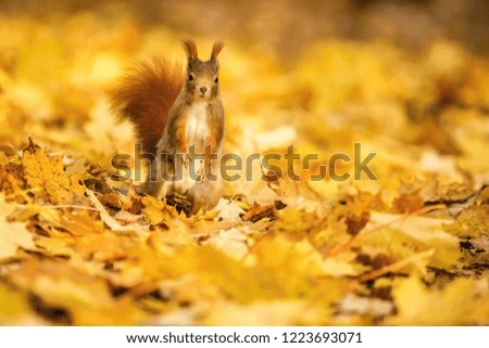 Curious wild fluffy red squirrel with white tummy, Sciurus vulgaris, standing on yellow maple leaves looking curiously, blurry background, sunny fall day in a park