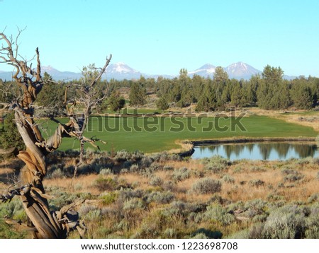       Landscape Picture of Juniper Tree in Redmond Oregon Looking Over Golf Course Towards the Mountains