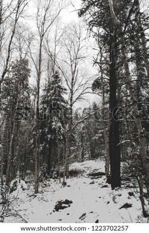 Winter scene with snow and trees in Aiguebelle National Park - Abitibi, Québec, Canada