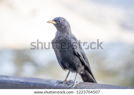The Alpine chough or yellow-billed chough (Pyrrhocorax graculus) is a bird in the crow family, one of only two species in the genus Pyrrhocorax. Picture shot at the Tre Cime di Lavaredo (Drei Zinnen)