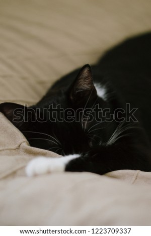 black and white cat is sleeping