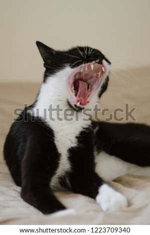 black and white cat yawns