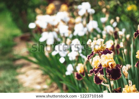 Colorful iris flower