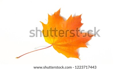 Texture background, pattern. Autumn colorful maple leaves. Maple is a common symbol of strength and endurance and was chosen as the national tree of Canada.