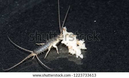 Closeup of long tailed silverfish (Ctenolepisma longicaudata) also called gray silverfish. It is eating on a breadcrumb. Black background.