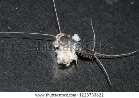 Closeup of long tailed silverfish, Ctenolepisma longicaudata, also called gray silverfish. It is eating on a breadcrumb. Black background.