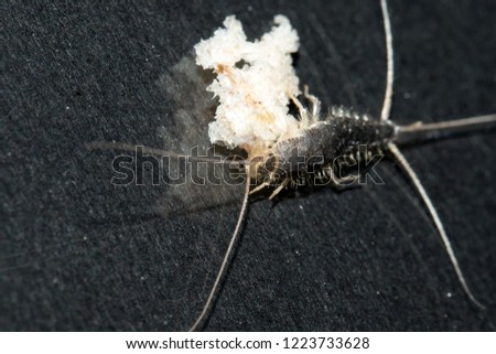 Closeup of long tailed silverfish (Ctenolepisma longicaudata) also called gray silverfish. It is eating on a breadcrumb. Black background.
