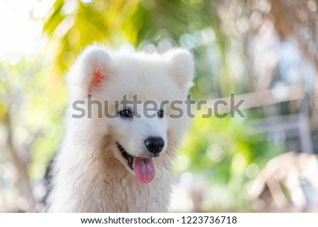 White samoyed puppy dog outdoor in park. Portrait of Samoyed standing on the grass in the park.