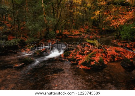 Picturesque and gorgeous, long exposure photo of mountain creek, during autumn season in mysterious wood, Ireland 