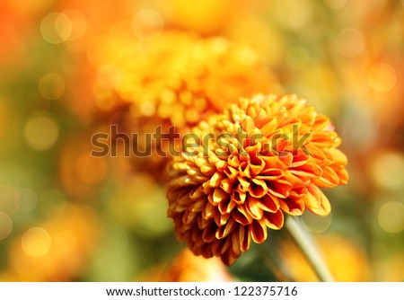Beautiful orange chrysanthemum flowers & bokeh in the background. This pretty blossom is also known as  mums and  chrysanths