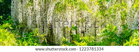 White Wisteria blossom, banner.  Japanese Wisteria floribunda var. Shiro Noda flowers
