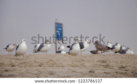 The california gull is a medium sized gull, white headed gulls with a medium gray back, yellow legs, and a dark eyes. California gull are at the beach background.