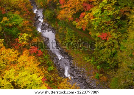 The stream of colourful leaves. Autumn Leaves at Nakatsugawa Keikoku Urabandai Fukushima Tohoku Japan.