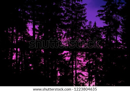 Silhouette of high footbridge for pedestrian and coniferous trees in forest.Purple pink PANORAMA.Footbridge in the middle of the forest.