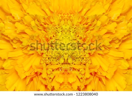 autumn background marigolds yellow Royal flower autumn macro lines and petals