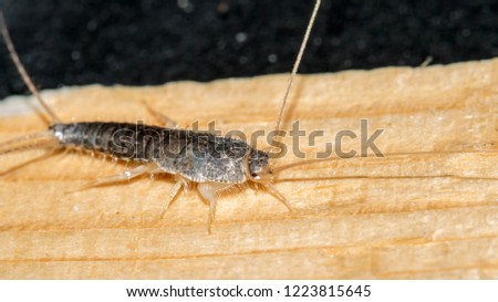 Closeup of long tailed silverfish (Ctenolepisma longicaudata) also called gray silverfish. It is crawling on a thin piece of wood.