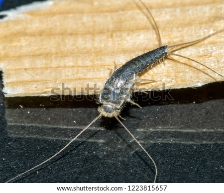 Closeup of long tailed silverfish, Ctenolepisma longicaudata, also called gray silverfish. It is crawling on a thin piece of wood.