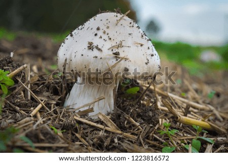 Lone white mushroom on straw