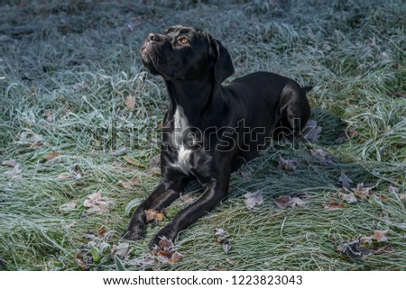 Portrait of a Cane Corso dog breed on a nature background. Dog playing on the frosty grass with colored leaves in autumn. Italian mastiff puppy.