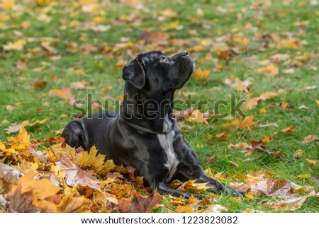 Dog Of The Breed Cane Corso Italian Mastiff Images And