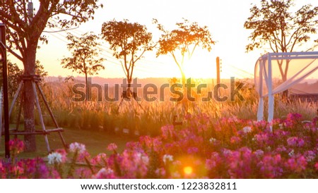 Flowers on the sunset.