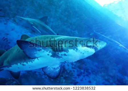 close up of big shark in an aquarium 