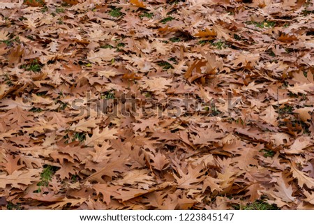 Autumn brown oak leaves background