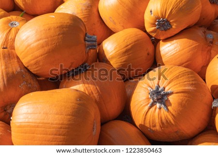 Many orange Pumpkins for sale on Market in the Fall season