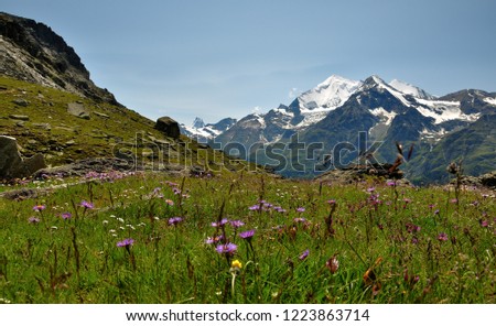 Green Meadow and Flowers , Glacier and High Mountain , Alpine Nature and Blue Cloud Sky
